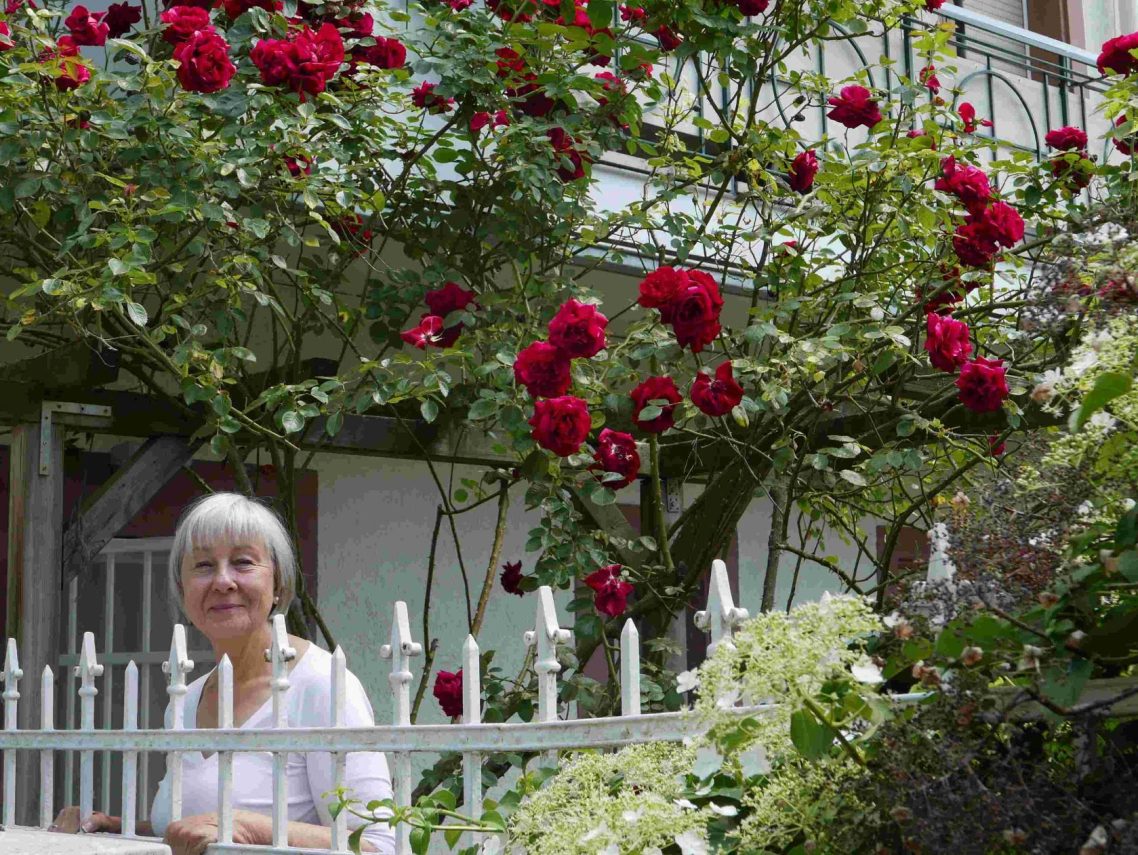 Rote Rosen und Frau hinter einem Gartenzaun